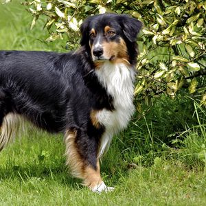 Preview wallpaper australian shepherd, furry, grass, walk, dog