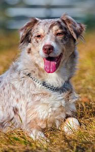 Preview wallpaper australian shepherd, grass, dog, lying