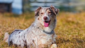 Preview wallpaper australian shepherd, grass, dog, lying