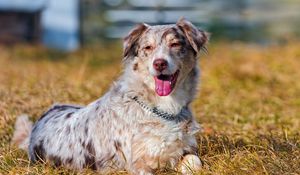 Preview wallpaper australian shepherd, grass, dog, lying