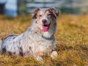 Preview wallpaper australian shepherd, grass, dog, lying