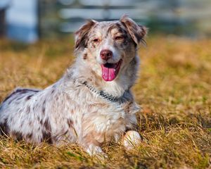 Preview wallpaper australian shepherd, grass, dog, lying