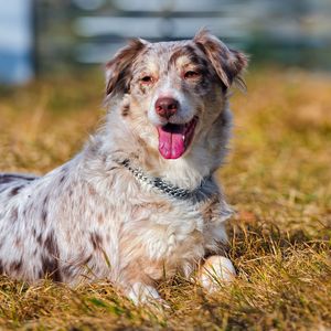 Preview wallpaper australian shepherd, grass, dog, lying