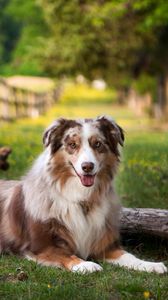 Preview wallpaper australian shepherd, lay, grass, park