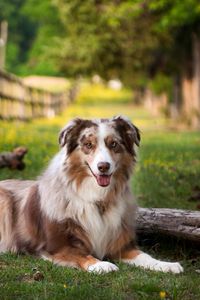 Preview wallpaper australian shepherd, lay, grass, park