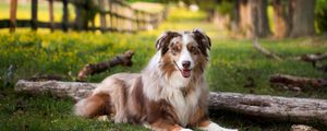 Preview wallpaper australian shepherd, lay, grass, park