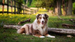 Preview wallpaper australian shepherd, lay, grass, park