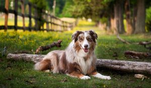 Preview wallpaper australian shepherd, lay, grass, park