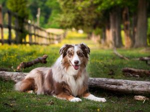 Preview wallpaper australian shepherd, lay, grass, park