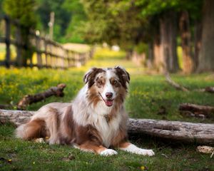 Preview wallpaper australian shepherd, lay, grass, park