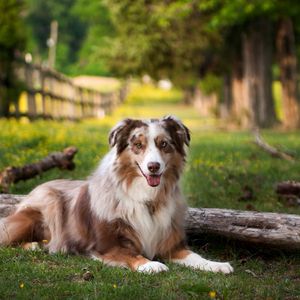 Preview wallpaper australian shepherd, lay, grass, park