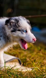 Preview wallpaper australian shepherd, puppy, bark, grass, walk