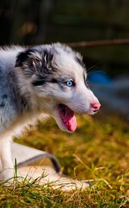 Preview wallpaper australian shepherd, puppy, bark, grass, walk