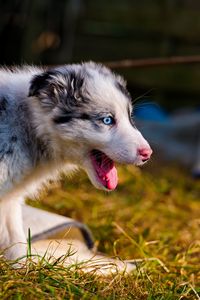 Preview wallpaper australian shepherd, puppy, bark, grass, walk