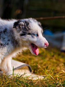 Preview wallpaper australian shepherd, puppy, bark, grass, walk