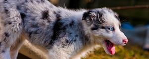 Preview wallpaper australian shepherd, puppy, bark, grass, walk