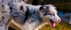 Preview wallpaper australian shepherd, puppy, bark, grass, walk