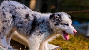 Preview wallpaper australian shepherd, puppy, bark, grass, walk