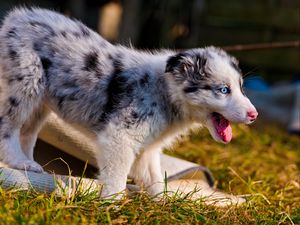 Preview wallpaper australian shepherd, puppy, bark, grass, walk