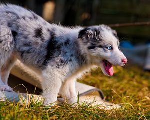 Preview wallpaper australian shepherd, puppy, bark, grass, walk