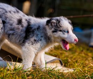 Preview wallpaper australian shepherd, puppy, bark, grass, walk