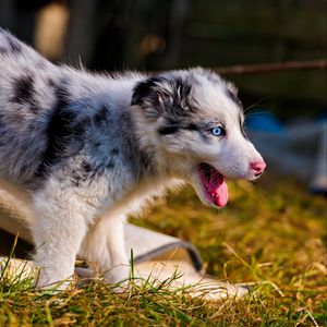 Preview wallpaper australian shepherd, puppy, bark, grass, walk