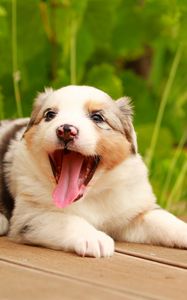 Preview wallpaper australian shepherd, puppy, muzzle, playful, protruding tongue