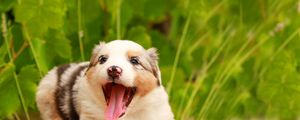 Preview wallpaper australian shepherd, puppy, muzzle, playful, protruding tongue