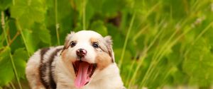 Preview wallpaper australian shepherd, puppy, muzzle, playful, protruding tongue