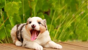 Preview wallpaper australian shepherd, puppy, muzzle, playful, protruding tongue