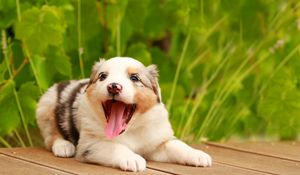 Preview wallpaper australian shepherd, puppy, muzzle, playful, protruding tongue