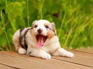 Preview wallpaper australian shepherd, puppy, muzzle, playful, protruding tongue