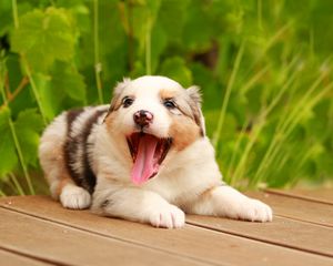 Preview wallpaper australian shepherd, puppy, muzzle, playful, protruding tongue