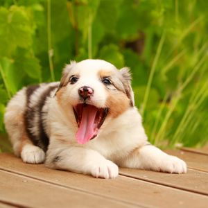 Preview wallpaper australian shepherd, puppy, muzzle, playful, protruding tongue