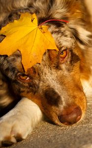 Preview wallpaper australian shepherd, sheet, look, dog