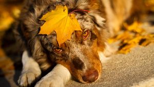 Preview wallpaper australian shepherd, sheet, look, dog