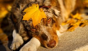 Preview wallpaper australian shepherd, sheet, look, dog