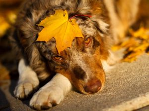 Preview wallpaper australian shepherd, sheet, look, dog