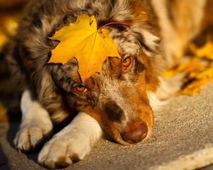 Preview wallpaper australian shepherd, sheet, look, dog