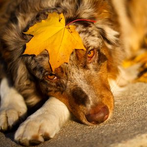 Preview wallpaper australian shepherd, sheet, look, dog