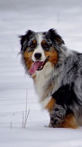 Preview wallpaper australian shepherd, snow, dog, walk, rest