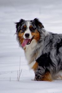 Preview wallpaper australian shepherd, snow, dog, walk, rest