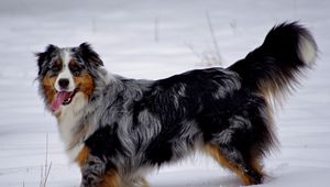 Preview wallpaper australian shepherd, snow, dog, walk, rest