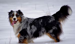 Preview wallpaper australian shepherd, snow, dog, walk, rest