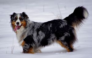 Preview wallpaper australian shepherd, snow, dog, walk, rest