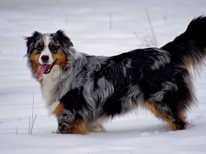 Preview wallpaper australian shepherd, snow, dog, walk, rest