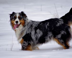 Preview wallpaper australian shepherd, snow, dog, walk, rest