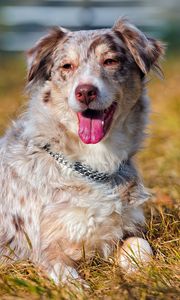 Preview wallpaper australian shepherd, tongue, grass, holiday, dog