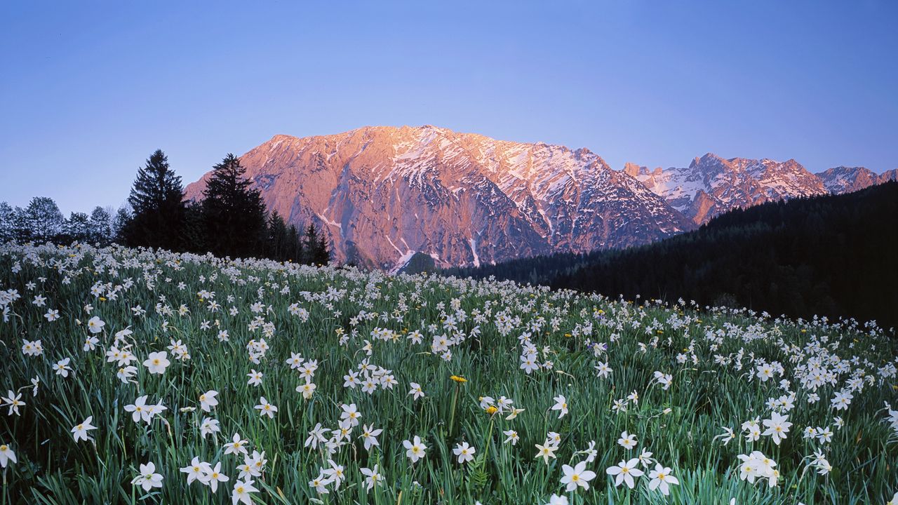 Wallpaper austria, meadow, field, flowers, sky, mountains