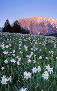 Preview wallpaper austria, meadow, field, flowers, sky, mountains